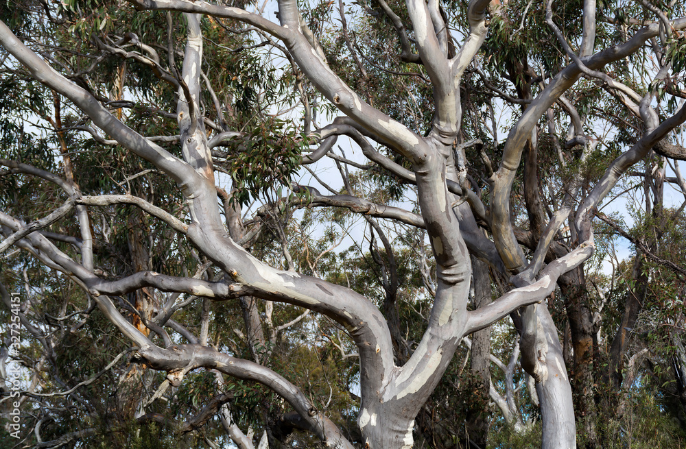 Gum Tree, Eucalyptus Gum Tree, Eucalyptus