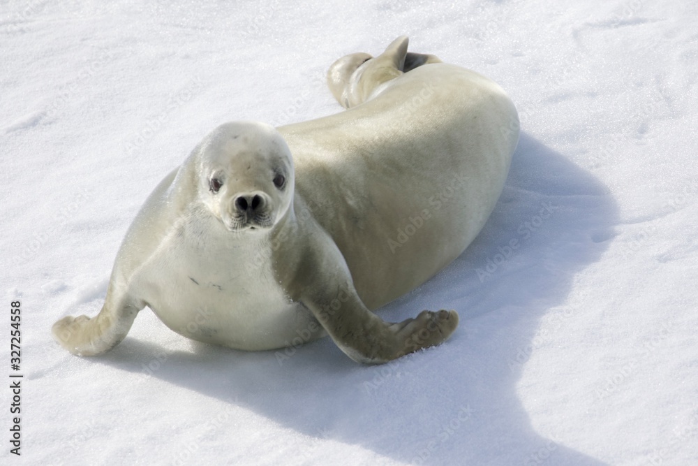 Obraz premium Crabeater Seal