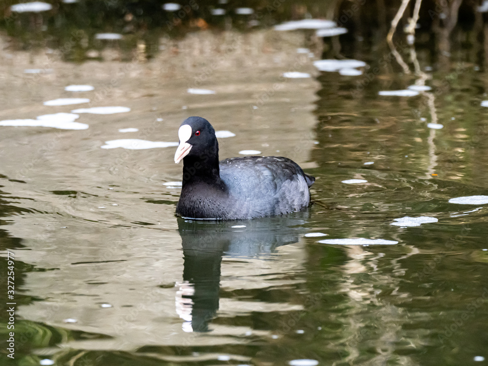 Fototapeta premium Black Eurasian coot swimming in a river 2