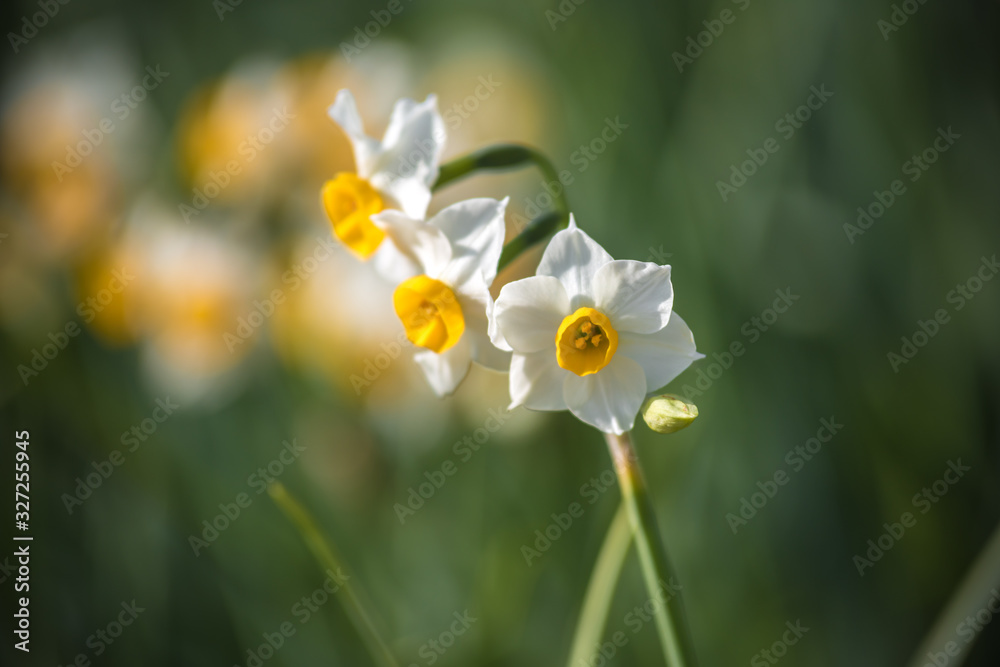 水仙の花　初春イメージ