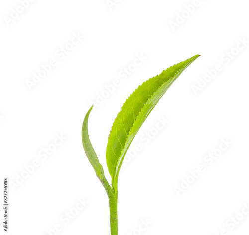 Green tea leaf an isolated on white background