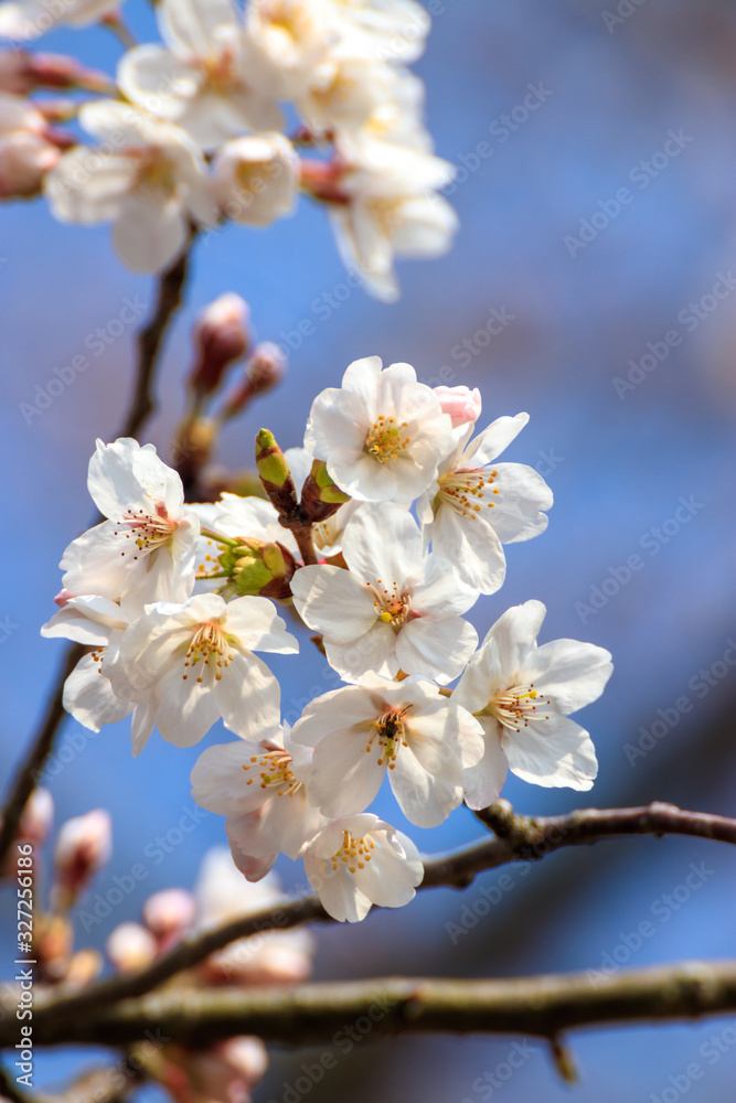 桜の花 春イメージ 桜の花 春イメージ