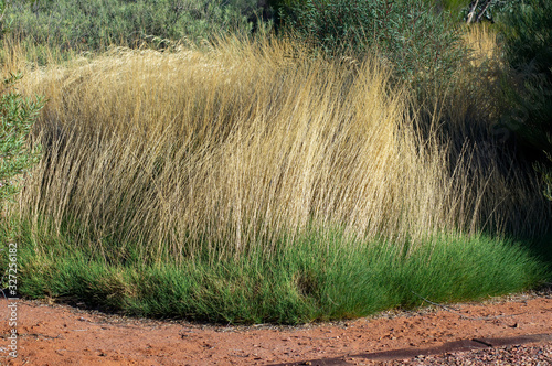 Australian Arid Lands Botanic Garden, Port Augusta, South Australia, Australia photo