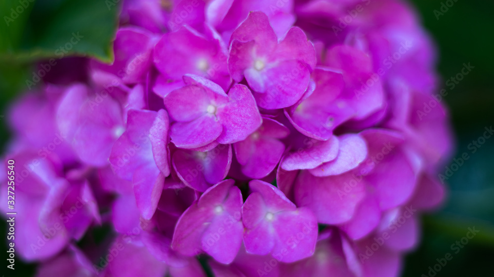 Hydrangea Hydrangea
