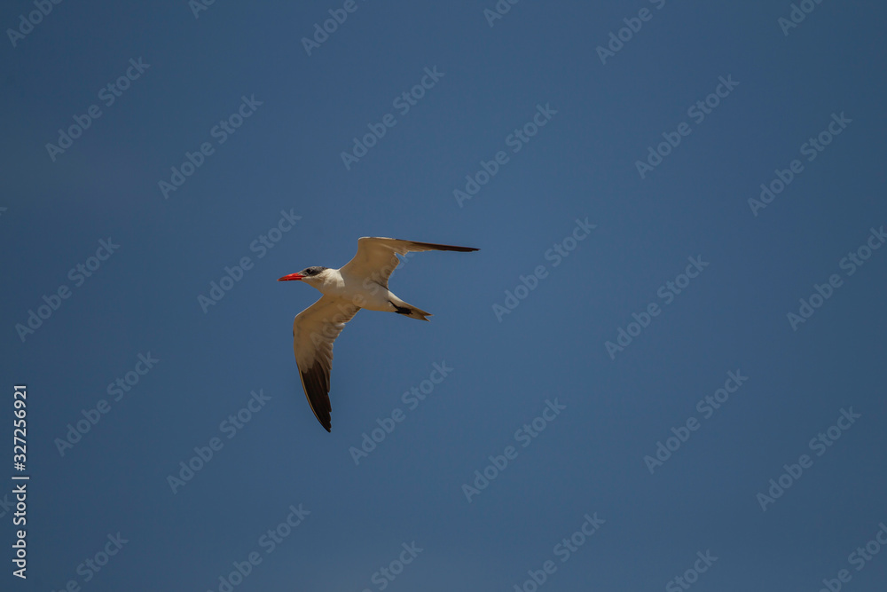 Obraz premium Common tern