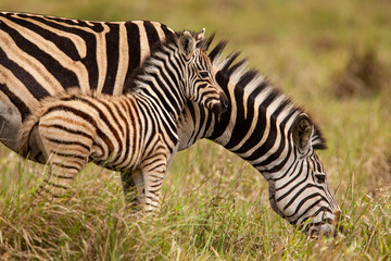 Fototapete Zebra Zebrafohlen mit Mutter zärtlich  © William