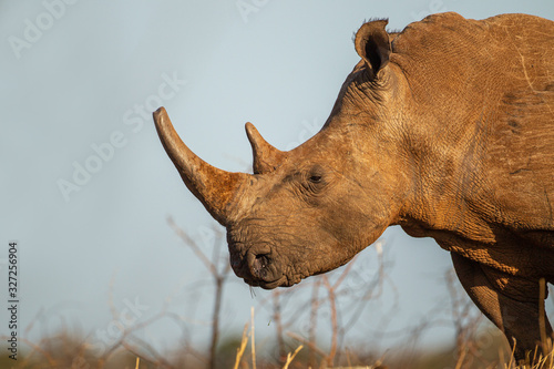 White Rhino