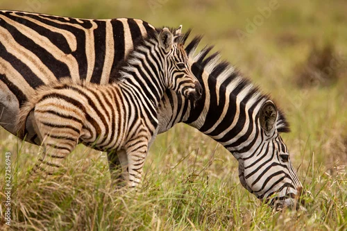 Obraz Baby zebra and mother