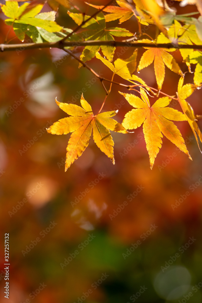 紅葉　和風な秋のイメージ