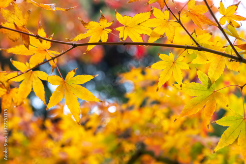 紅葉 和風な秋のイメージ