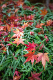 紅葉　和風な秋のイメージ