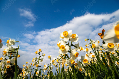 水仙の花 初春イメージ