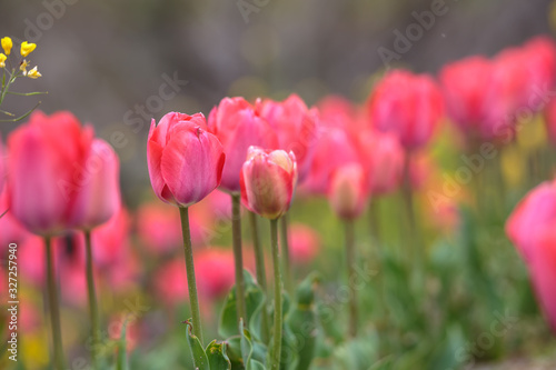 チューリップの花　春イメージ © TOMO