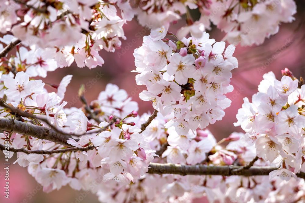 桜の花　春イメージ