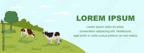 Cow Grazing on Meadow Banner. Animal Farm Cattle Livestock Eating Grass on Field Vector llustration. Healthy Organic Dairy Milk Products. Countryside Grassland, Rural Pastoral Landscape