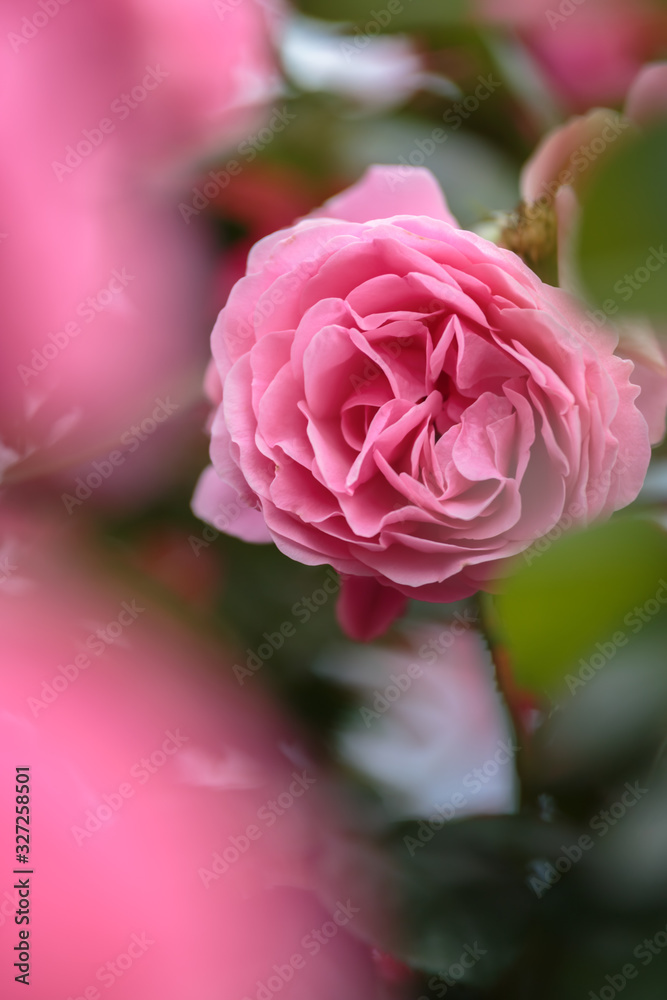 Fototapeta premium バラの花