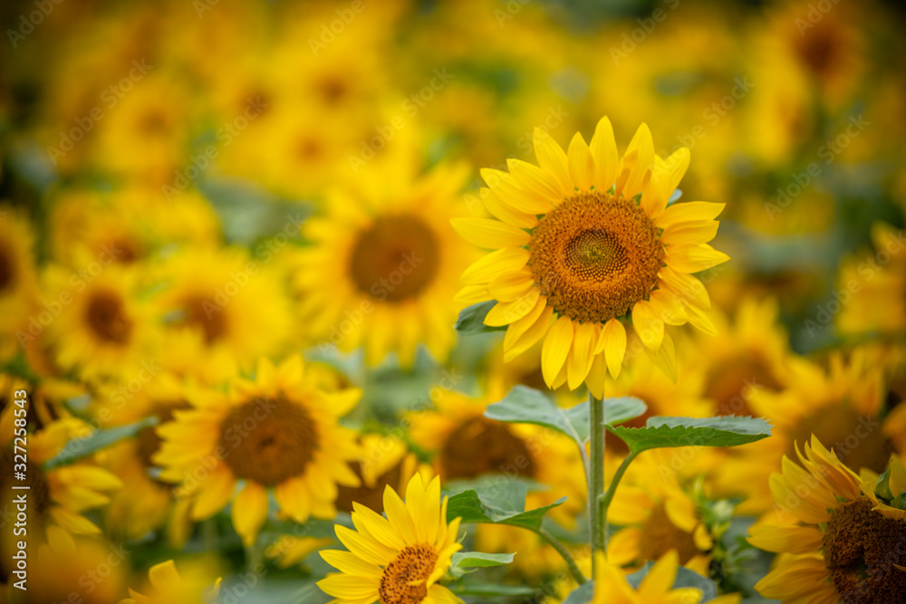ヒマワリの花 夏イメージ ヒマワリの花 夏イメージ