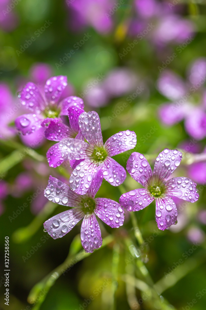 ムラサキカタバミの花 ムラサキカタバミの花