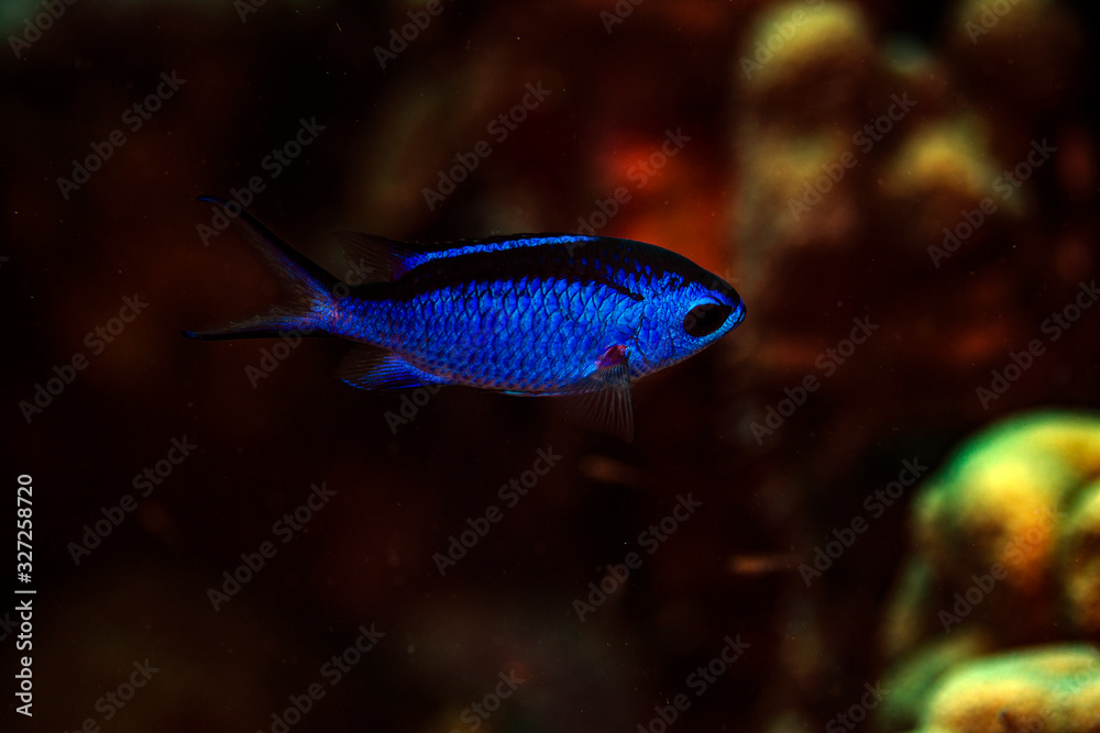 Obraz premium Blue Chromis
