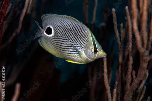 Foureye Butterflyfish photo