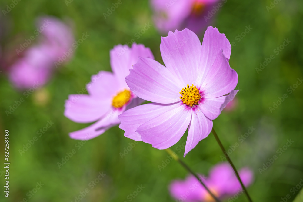 コスモスの花 秋イメージ コスモスの花 秋イメージ