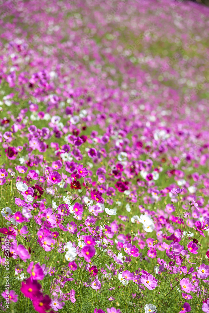 コスモスの花　秋イメージ