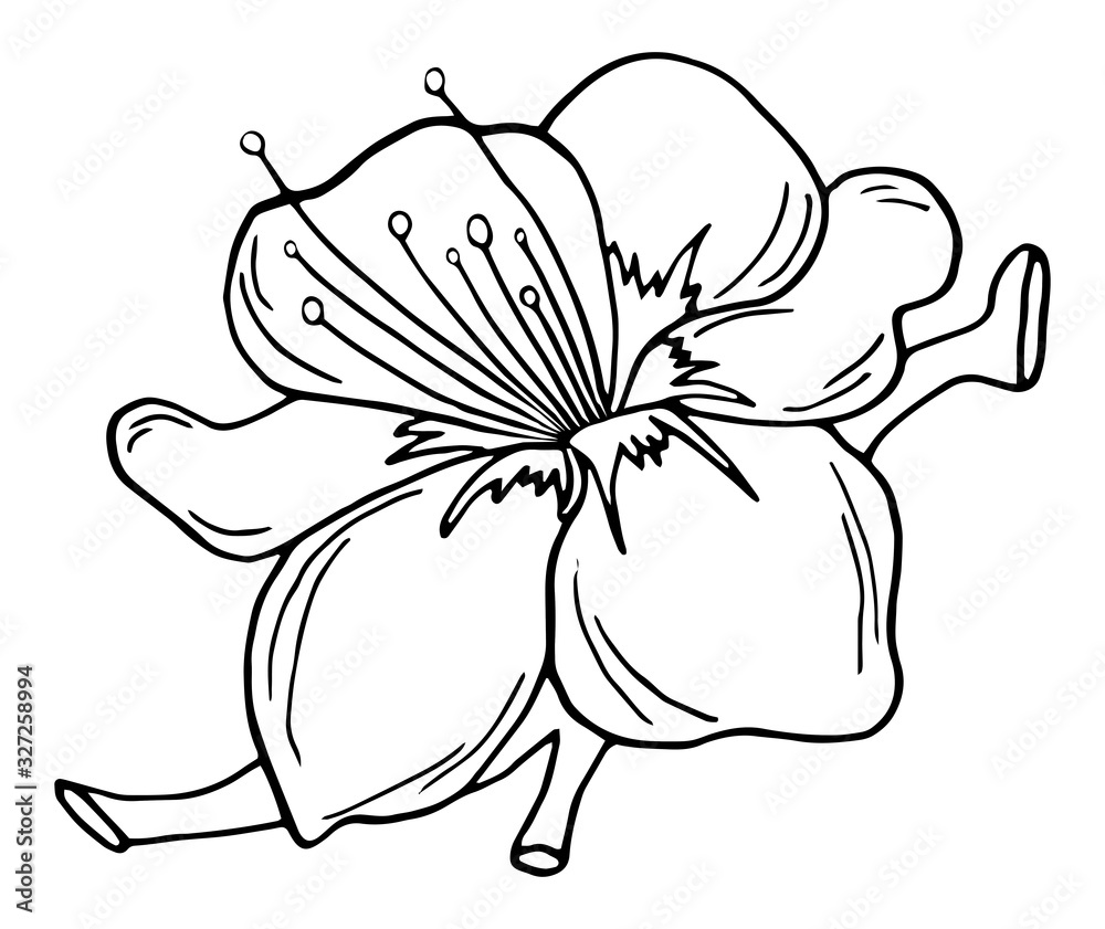 Hand drawn Cherry branches with flowers,Black and white Coloring book. Hand drawn Cherry branches with flowers,Black and white Coloring book.