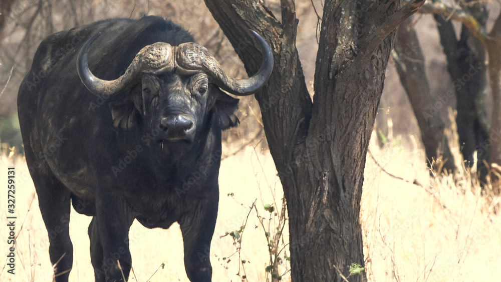 male cape buffalo looks at camera in tarangire