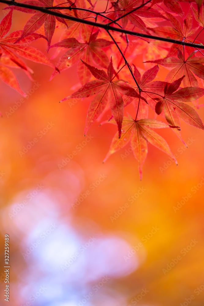 紅葉　秋の和風イメージ