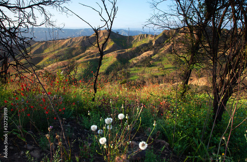 Wildflowers on Scenic Country Mountains photo