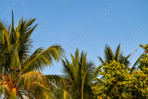 Palm top with large leaves with sky at background at sunset