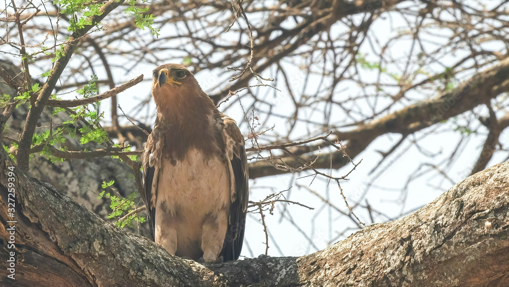 close up of a tawny eagle perched in a tree at tarangire close up of a tawny eagle perched in a tree at tarangire