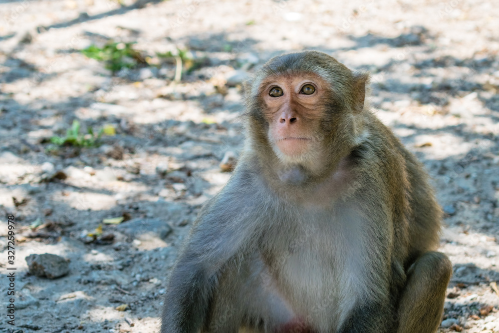 Old monkey with big eyes and facial hair sits on ground