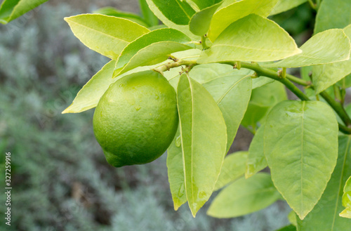 Lime growing on a bright green plant
