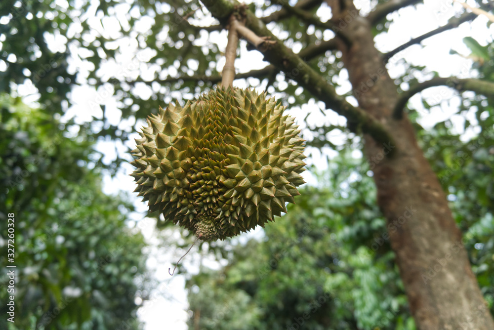 durian on durian tree in the garden. durian on durian tree in the garden.