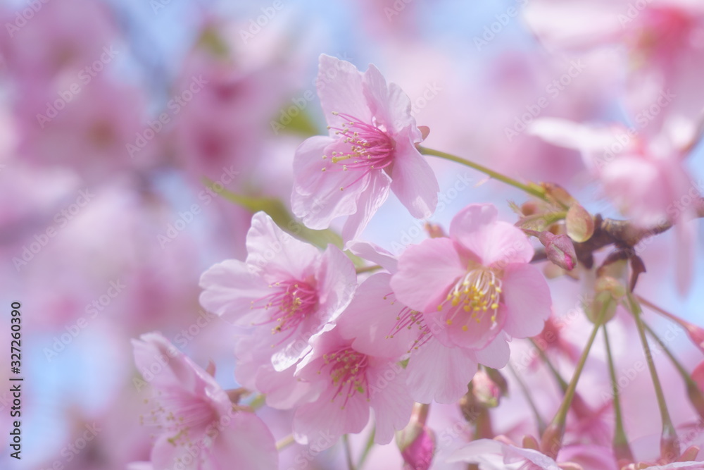 桜の花のソフトでハイキーな写真