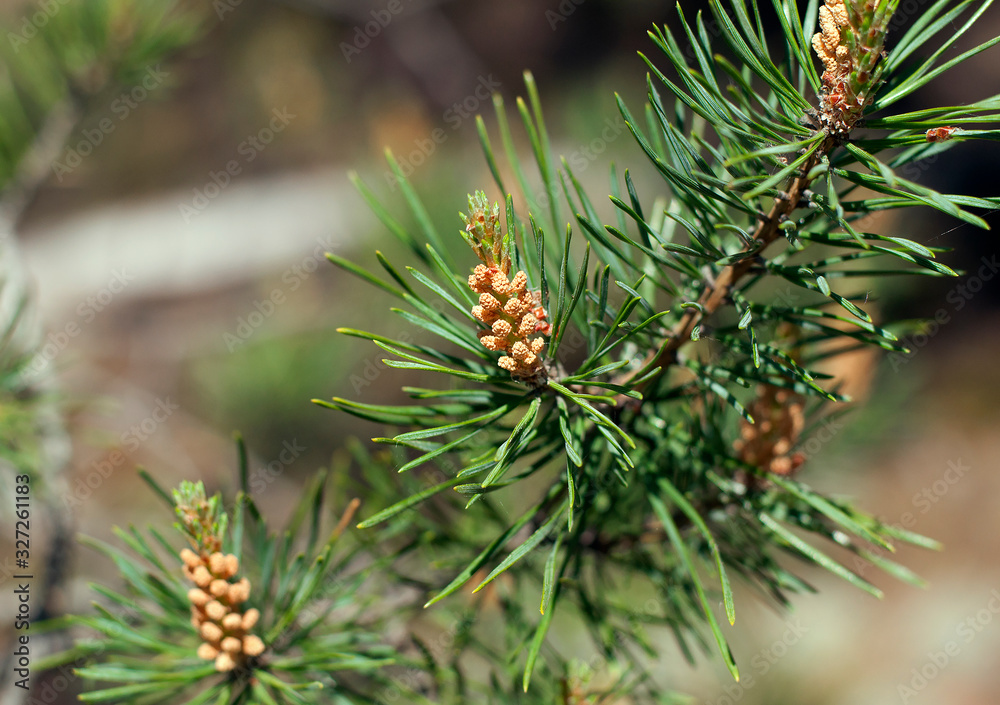 pine tree branch with cones pine tree branch with cones