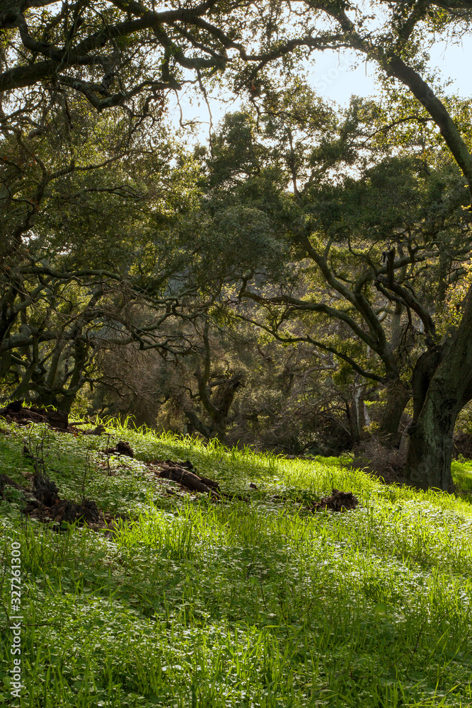 Fototapeta premium Shaded Oak Trees on Green Hillsides
