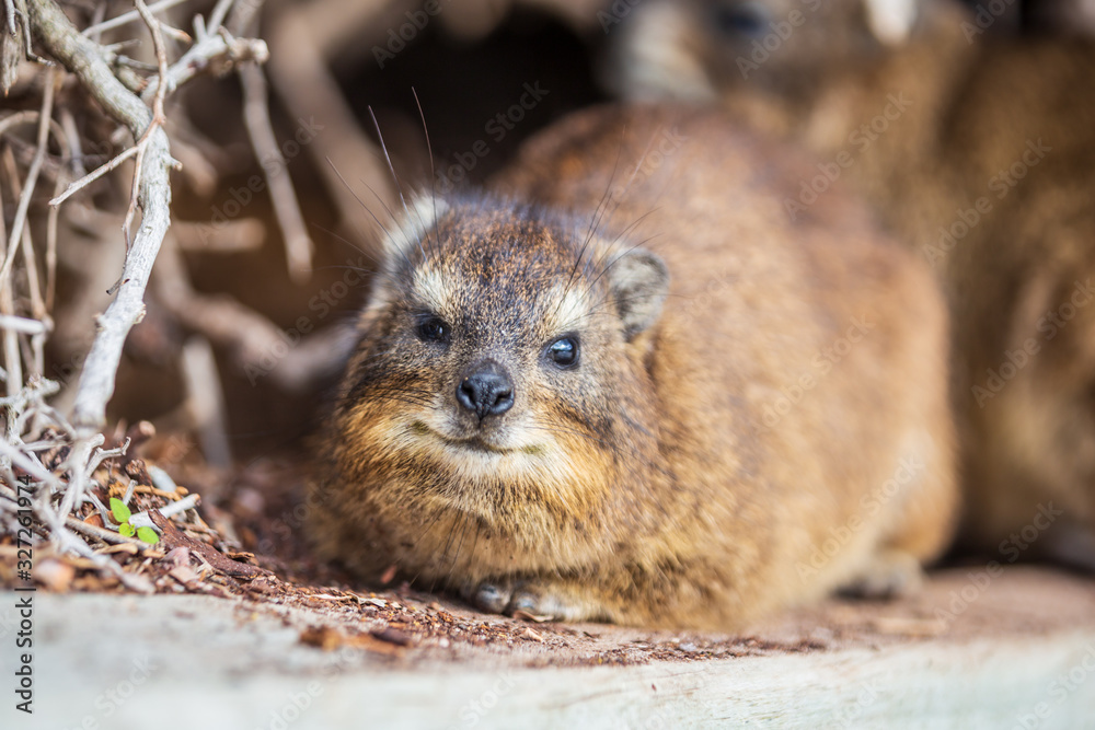 A cute Hyrax sitting on wooden fence. Cap Town, South Africa A cute Hyrax sitting on wooden fence. Cap Town, South Africa