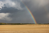 Wheat farm and rainbow