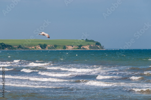 Flying Seagull at Boltenhagen
