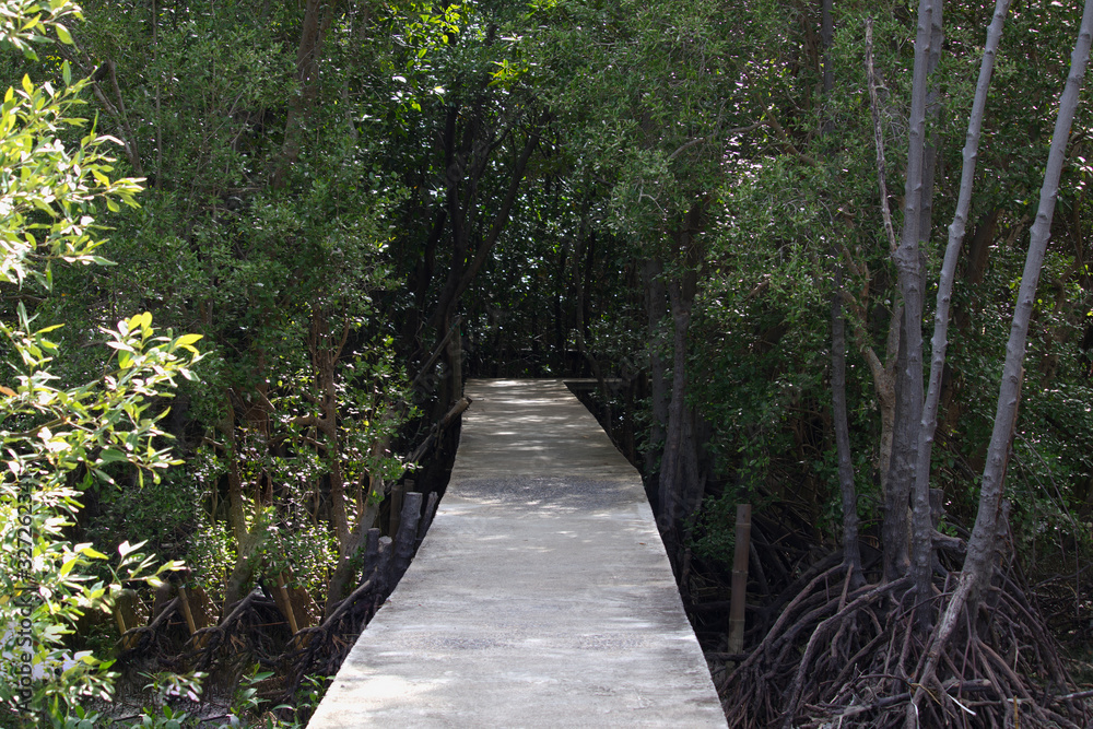 Wooden tourist path in Kampinos Forest park Wooden tourist path in Kampinos Forest park