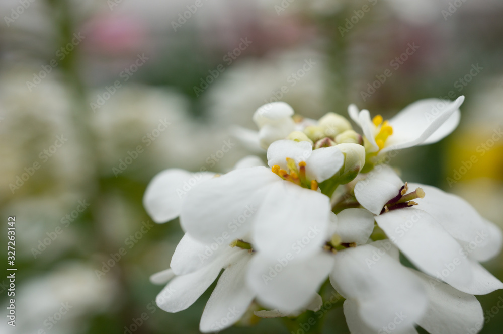 Obraz premium 春の花