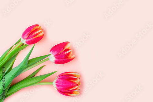 Fototapeta Naklejka Na Ścianę i Meble -  Greeting card with frame from fresh tulips on pink background. Women's, Mother's, Valentine's day, birthday and other events background. Flat lay mockup for your lettering or copy space for text