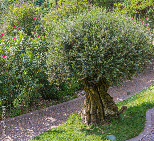 Olive Tree (Olea europaea). South Tyrol, northern Italy, Europe. small oleve tree. photo