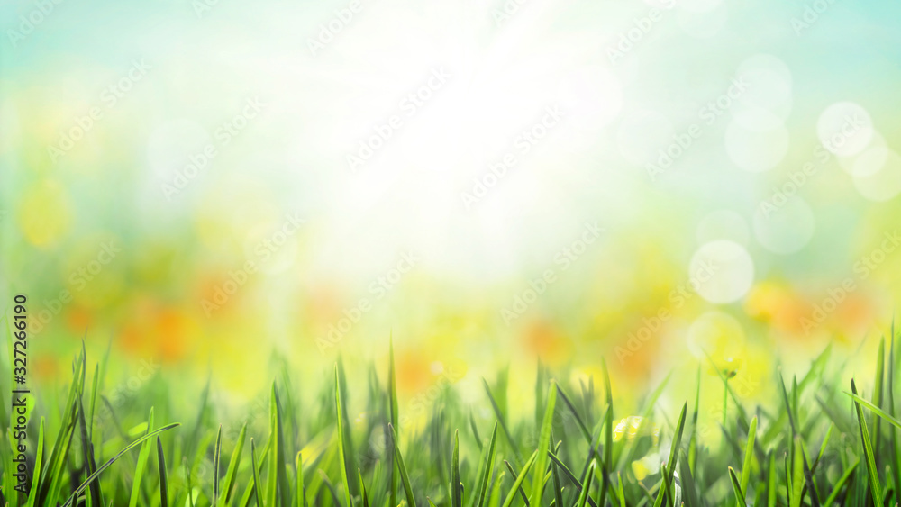 Fototapeta premium grass with sunny meadow bokeh background, spring blossom, wild flowers