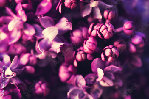 Fototapeta Naklejka Na Ścianę i Meble -  Purple lilac flowers blossom in garden background