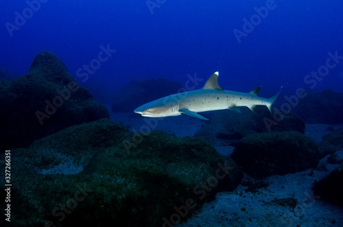 Reef fish from Revillagigedo archipelago. Mexico. photo