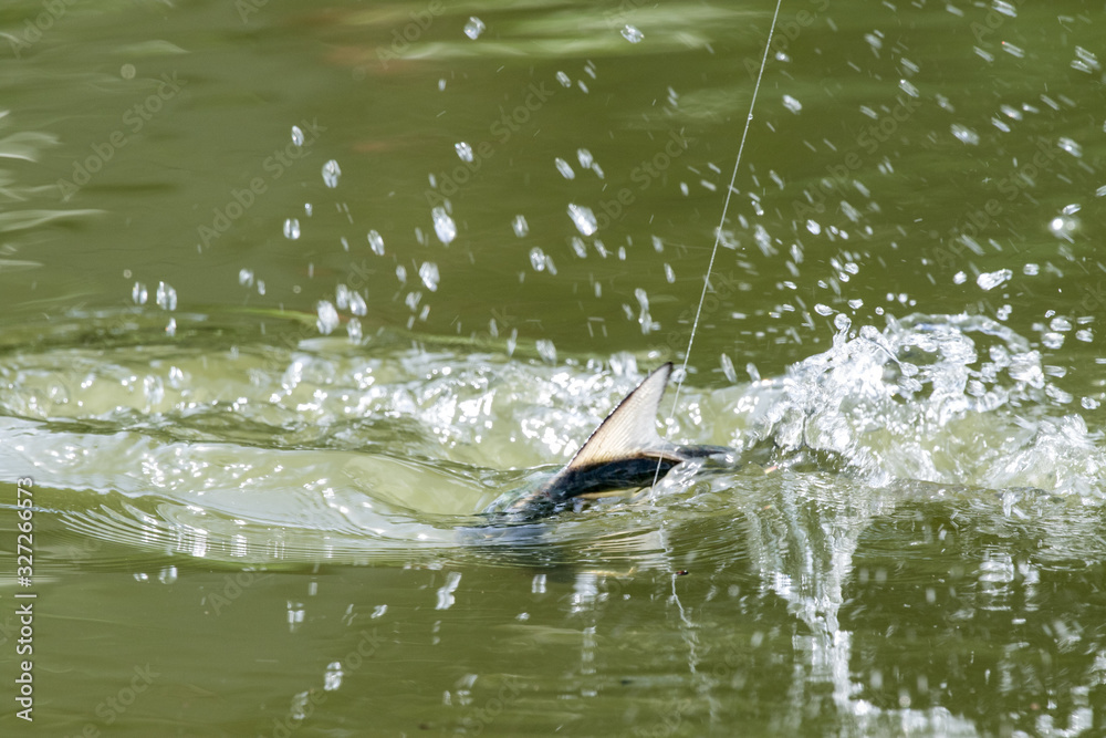 Fototapeta premium Tarpon Jumping fighting with an angler