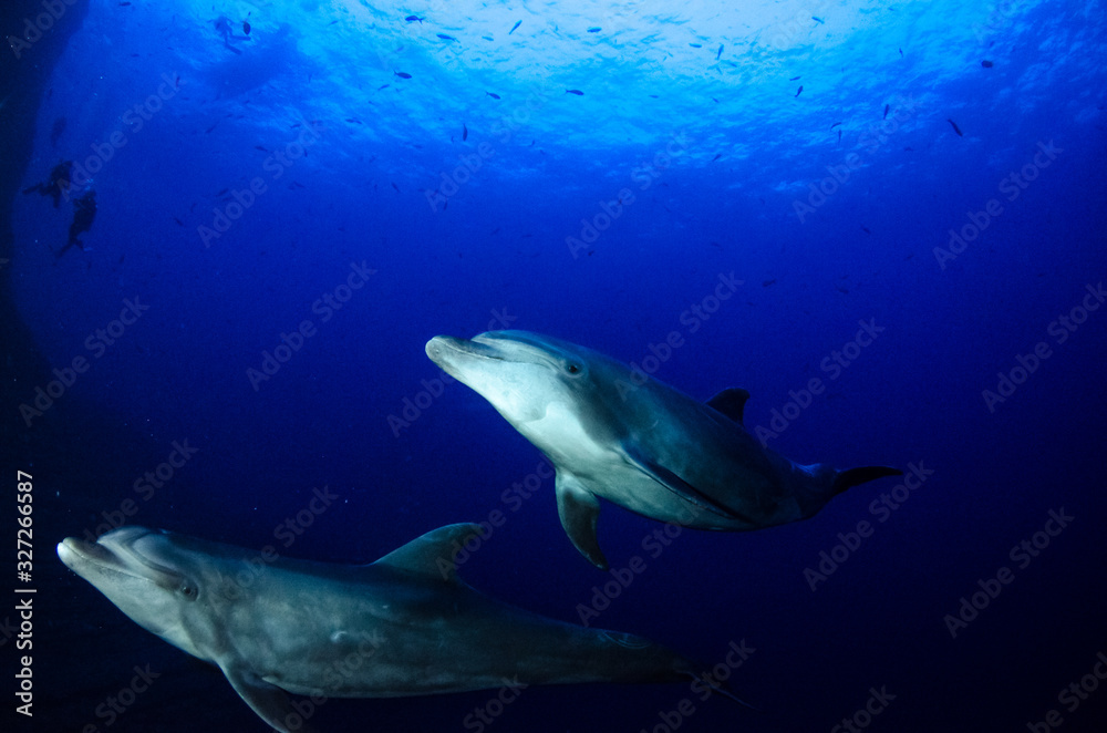 Dolphins in el boiler, revillagigedo archipelago, Mexico.